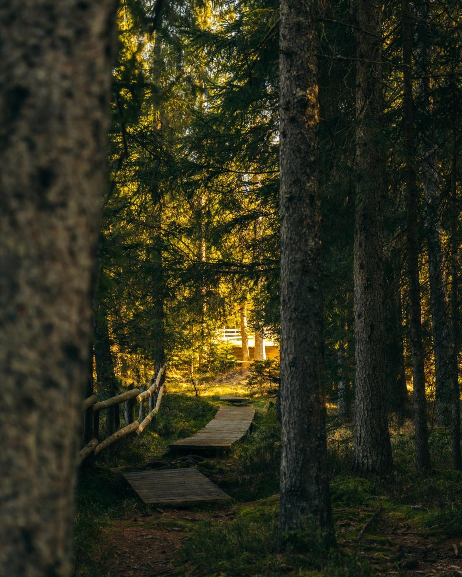 Forest Apartments Pokljuka Zgornje Gorje Екстериор снимка